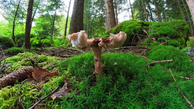 Filmmaterial einer Nahaufnahme eines Pilz im Wald auf Moos Boden mit Kappe und Stil, Deutschland