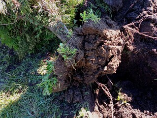 A decorative thuja tree is lying near the dug hole on the green lawn. Spring transplanting of trees and creation of landscape design. The root system of the thuja decorative tree.