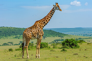 a giraffe standing in the savannah - obrazy, fototapety, plakaty