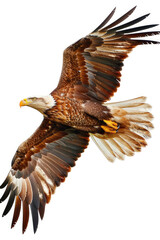 A large bird of prey in flight, wings outstretched, gliding gracefully through the air in search of prey