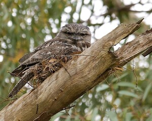 The tawny frogmouth is a species of frogmouth native to the Australian mainland and Tasmania and found throughout. 