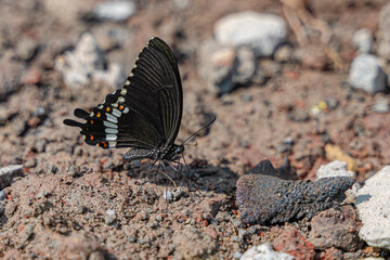 Common mormon butterfly male congregate and uptake the sodium and amino acids from the mud. Then it transferred to the female butterfly during mating. This process known as mud puddling.