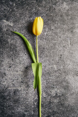 tulipan na czarnym tle  - obrazy, fototapety, plakaty