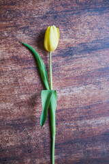tulipan na brązowym tle 