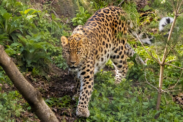 Amur leopard on the prowl