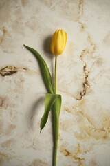 tulipan na marmurowym tle 