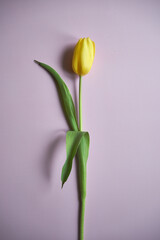 żółty tulipan na różowym tle 
