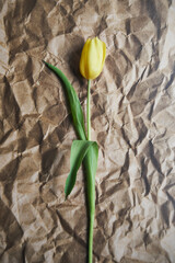 żółty tulipan 