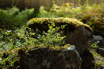 beautiful forest scenery with sunlight