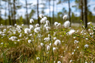 flowers of cotton grass in swamp