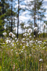 flowers of cotton grass in swamp