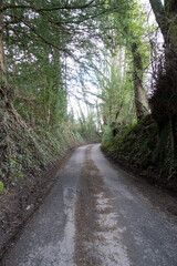 Fototapeta na wymiar British Woodland Scenery Walk through a Walking Trail With Path