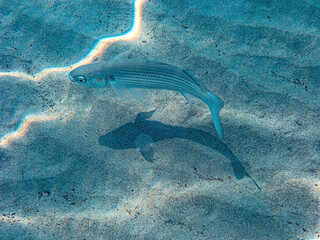 A grey flathead mullet swimming near the sandy seabed floor. - 773994527