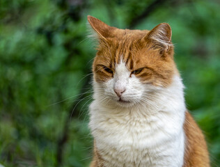 A proud cinnamon and white colored cat poses for a 3/4 portrait, with a natural green background. - 773994732