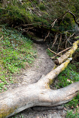 British Woodland Scenery Walk through a Walking Trail With Path