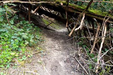 British Woodland Scenery Walk through a Walking Trail With Path