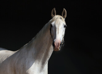 Beautiful white horse standing in the stable door
