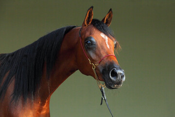 Beauty Arabian Horse, portrait in dark stable background