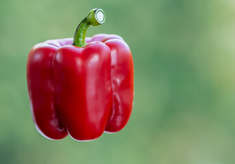Close up red bell pepper - 773997982