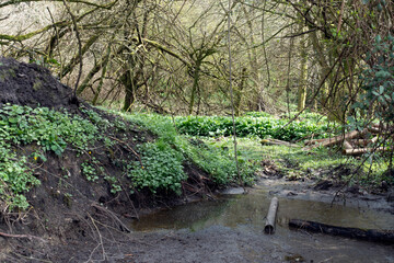British Woodland Scenery Walk through a Walking Trail With Path