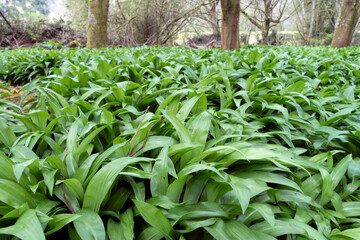 Close up of Wild Garlic Growing in the Countryside ready to be Picked and Eaten