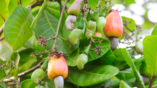 Flawed cashew nut fruits with scars and marks which were caused by disease and lack of fertilizer and water
