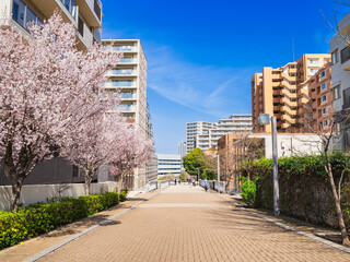 郊外の住宅地　桜が咲く生活道路