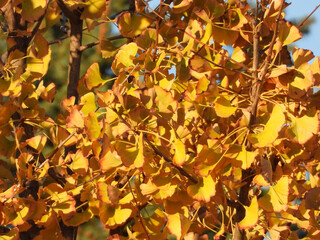branches of ginkgo tree with golden autumn leaves    