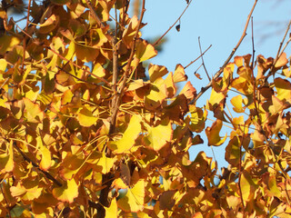 branches of ginkgo tree with golden autumn leaves    