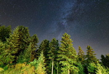 Pine trees at night with stars in Greece - 774000365