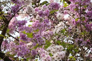 Bungor flowers 