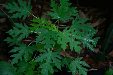 green leaves papaya
