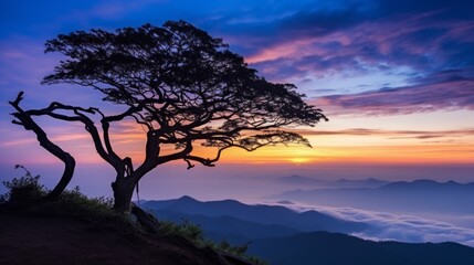 A tree is silhouetted against a beautiful sunset