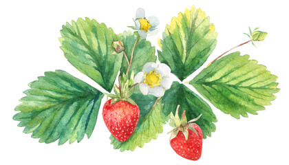 fruit, strawberry, food, berry, ripe, raspberry, red, leaf, isolated, sweet, plant, healthy, fresh, nature, strawberries, juicy, summer, dessert, berries, wild, white, raspberries, leaves, diet, macro