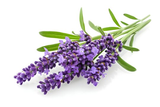 lavender bouquet purple color