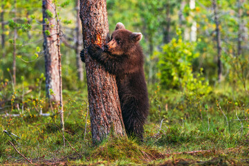 brown bear cub © Artem