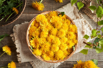 Fresh dandelion flowers harvested in spring in a basket on a wooden table, top view
