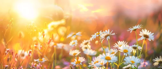 Deurstickers Summer flowers field, meadow grass landscape background with chamomile, cornflower and daisy flowers. Wildflowers lawn in sunrise or sunset sky © WettE