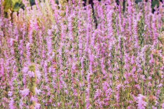 Hyssopus officinalis in meadow. Pink flowers in garden. Aromatic flowers in rural garden. Glade.