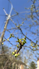 Spring twigs bloom against the sky. The tree blossoms