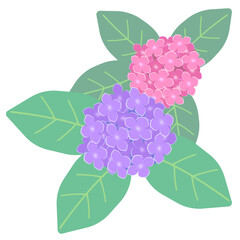 紫陽花の花のイラスト