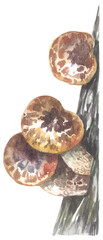 Dryad’s Saddle (Pheasant Backs) Edible Mushroom. Watercolor hand drawing painted illustration.