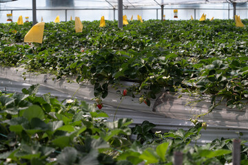 Strawberries hanging in a greenhouse. Strawberries in different growth stages hanging in the greenhouse of a strawberry nursery.