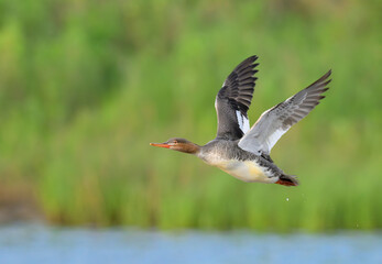 Red-breasted merganser (Mergus serrator) female flying over tidal marsh, Galveston, Texas, USA.