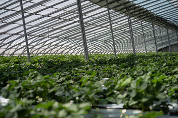 Fototapeta premium Strawberries hanging in a greenhouse. Strawberries in different growth stages hanging in the greenhouse of a strawberry nursery.