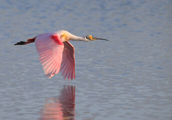 Roseate spoonbill (Platalea ajaja) flying over lake at early morning, Galveston, Texas, USA.