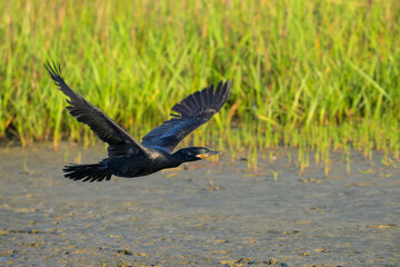 Neotropic cormorant (Nannopterum brasilianum) flying over tidal marsh at early morning, Galveston, Texas, USA