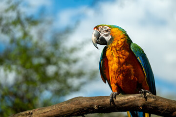 blue and yellow macaw
