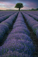 Lavender field in northern Greece at sunset - 774016590