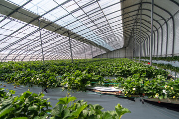 Strawberries hanging in a greenhouse. Strawberries in different growth stages hanging in the...
